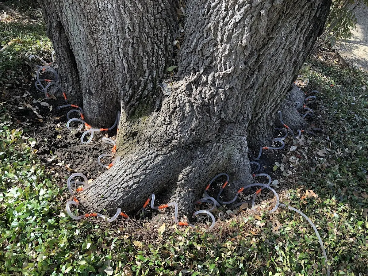 Detailed Tree Cabling and Bracing job site in West Baden Springs