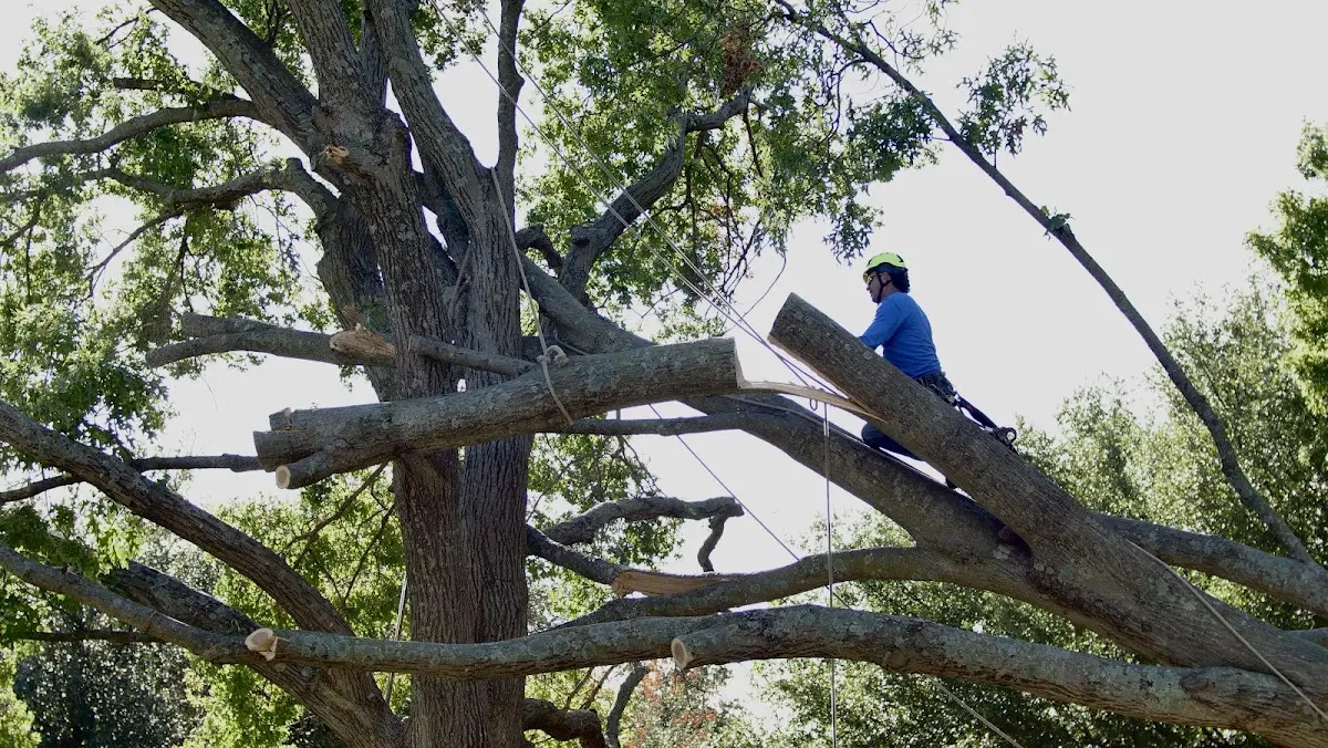 Professional Hazardous Tree Removal performed by certified arborists in West Baden Springs