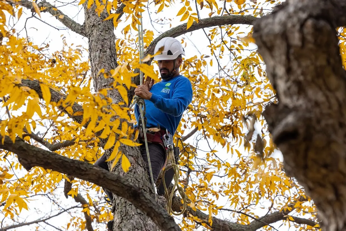 Skilled Tree Pruning crew working in West Baden Springs